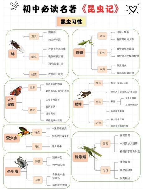 昆虫的资料，探寻昆虫的奇妙世界——昆虫的资料