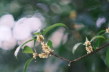 探秘桂花文化，领略秋日芬芳